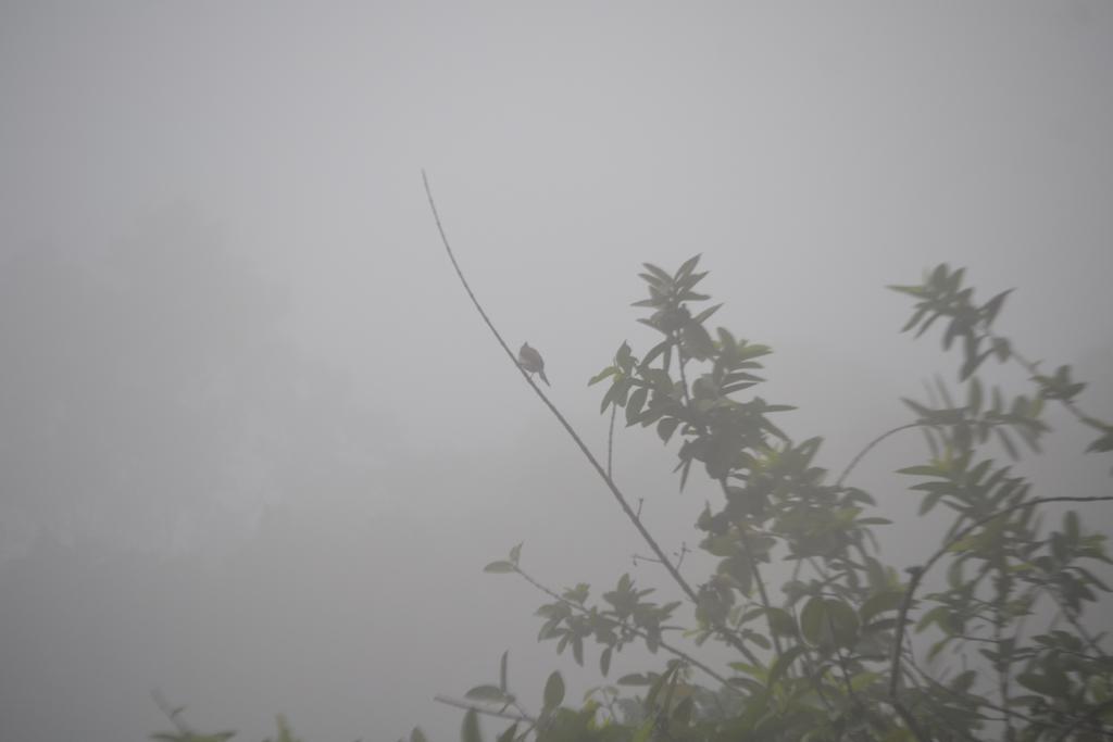 Munnar Heritage Cottage Eksteriør billede